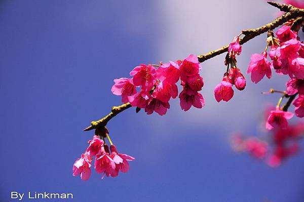 _DSC0956-p_調整大小