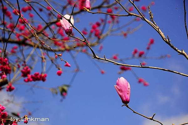 _DSC0999-p_調整大小