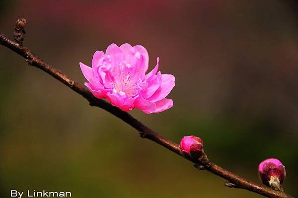 _DSC1023-1_調整大小