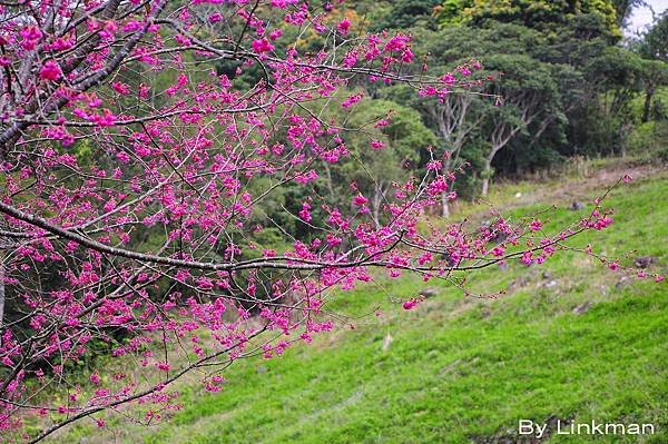 _DSC1065-p_調整大小
