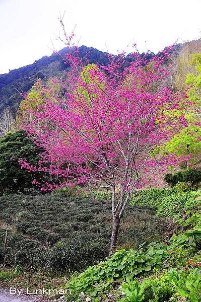 _DSC1121-p_調整大小