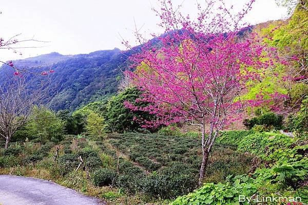 _DSC1123-p_調整大小