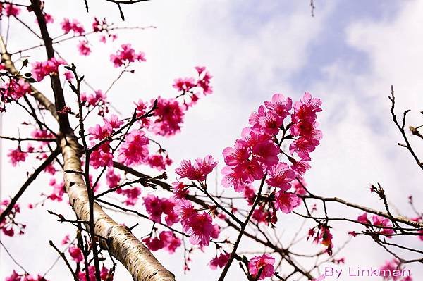 _DSC1221-p_調整大小