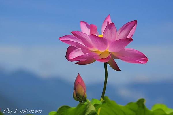 _DSC0965-1