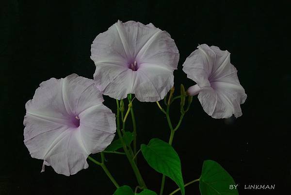 A17_2690-1.jpg