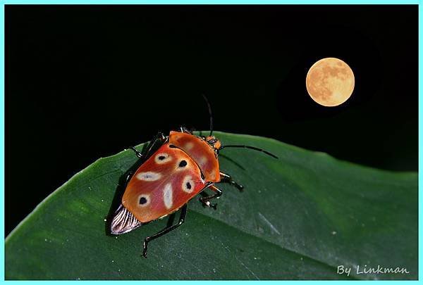 DSC_3847-A1.jpg