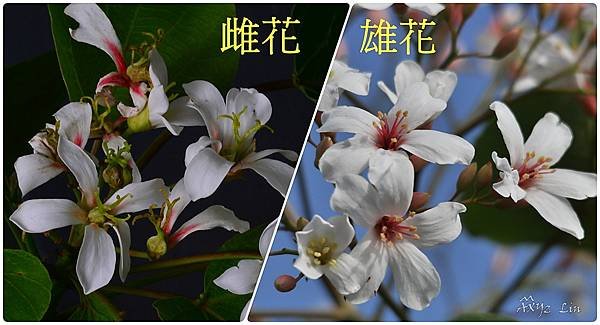 桐花雌雄4.jpg