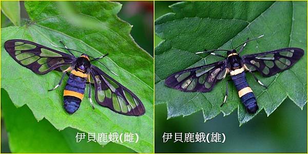 伊貝鹿蛾1.jpg