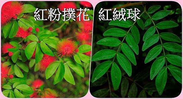 紅粉撲花1.jpg