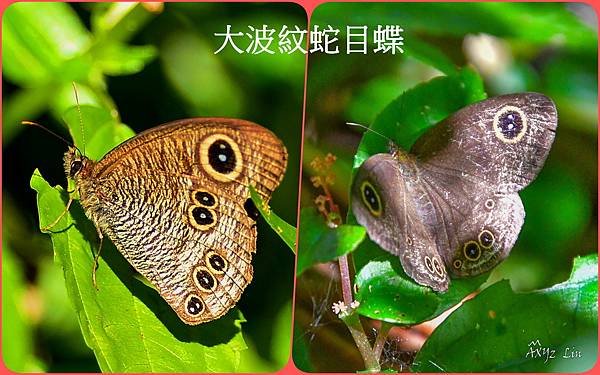 大波紋蛇目蝶3.jpg