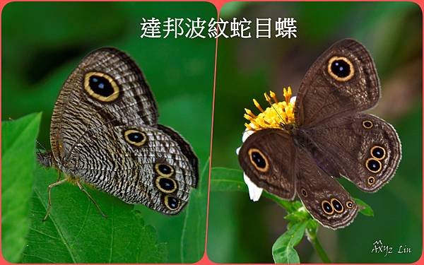 達邦波紋蛇目蝶1.jpg