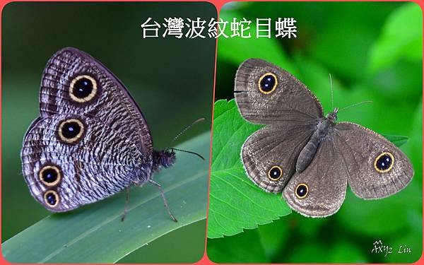 台灣波紋蛇目蝶1.jpg
