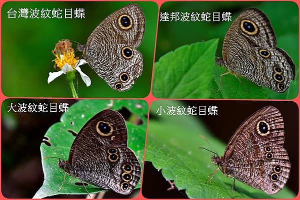 波紋蛇目蝶2.jpg