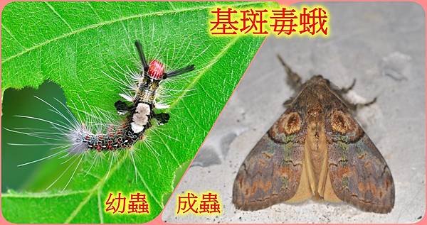 基斑毒蛾1.jpg