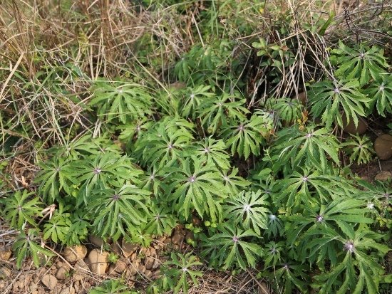 台灣破傘菊  苗栗丘陵(1).jpg