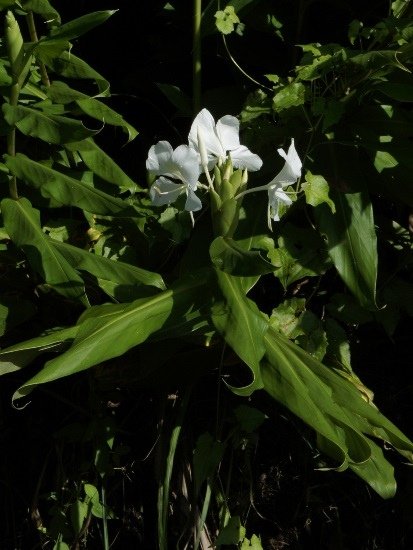 野薑花 新竹 關西 玉山.jpg