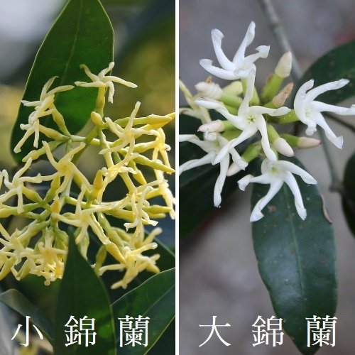 小錦蘭 amp; 大錦蘭.jpg