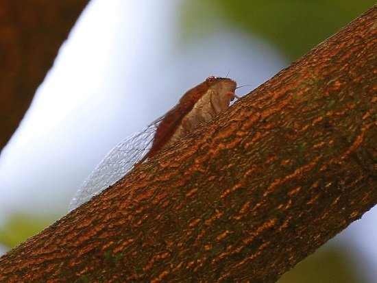 薄翅蟬 ♀蟲 陽明山國家公園 馬槽.jpg