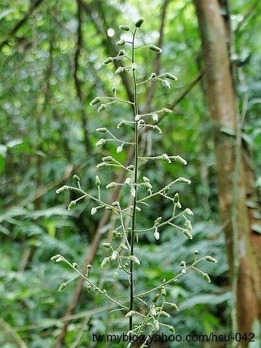走馬胎 台北 烏來 加走寮.jpg