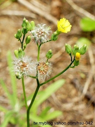 黃鵪菜 台北 金山.jpg