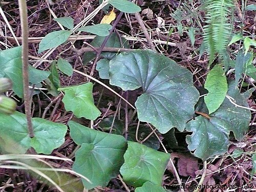 台灣山菊( 台北 中和 ).jpg