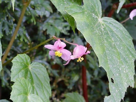 白斑水鴨腳 陽明山國家公園 二子坪步道