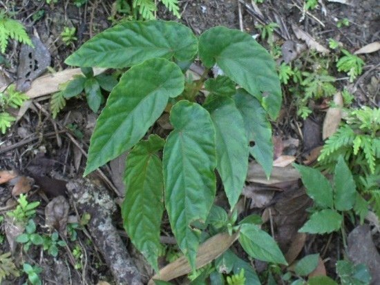 圓果秋海棠 新竹 尖石 馬胎古道