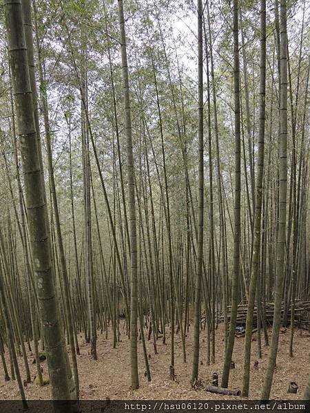 2孟宗竹林遂道 (4)