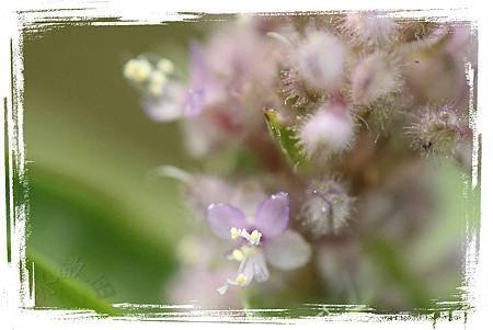 蔓蘘荷、聚花草