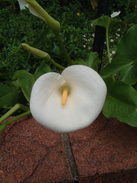 海芋
