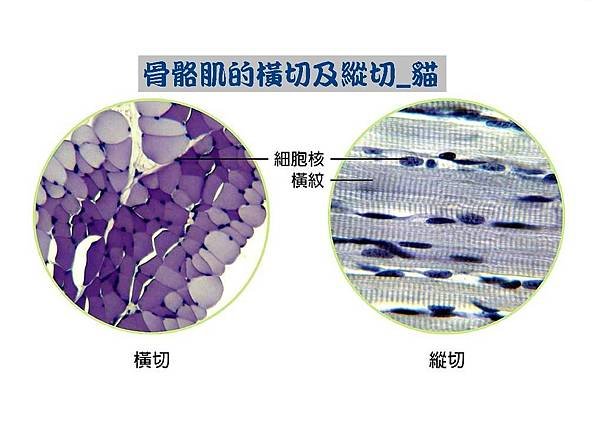 骨骼肌的橫切及縱切_貓