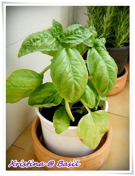 Basil-2.JPG