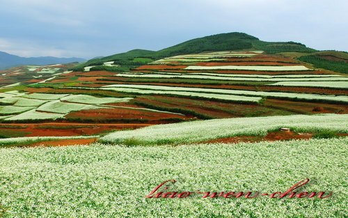 油菜花田2.jpg