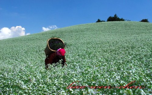 油菜花田.jpg