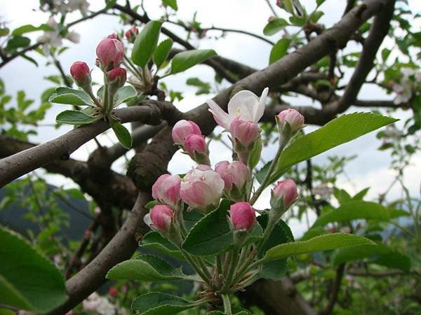 蘋果花@