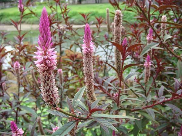 野生雞冠花