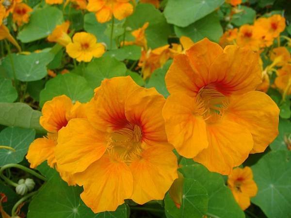 金蓮花