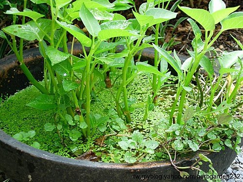 水耕空心菜