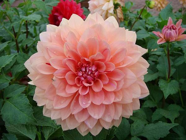 大理花3