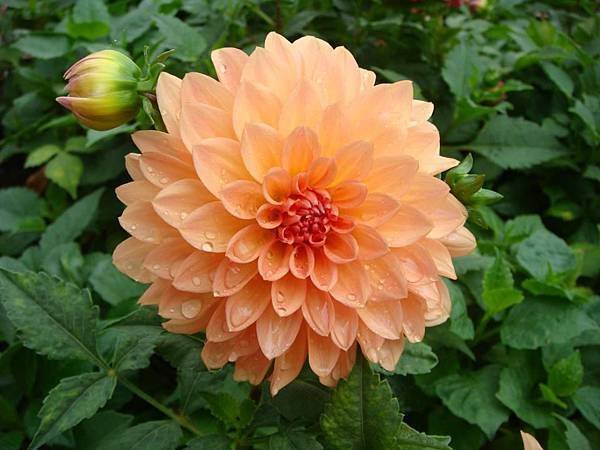 大理花2
