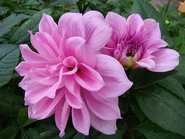 大理花.1