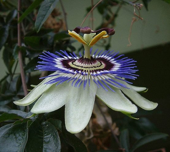 神奇之花