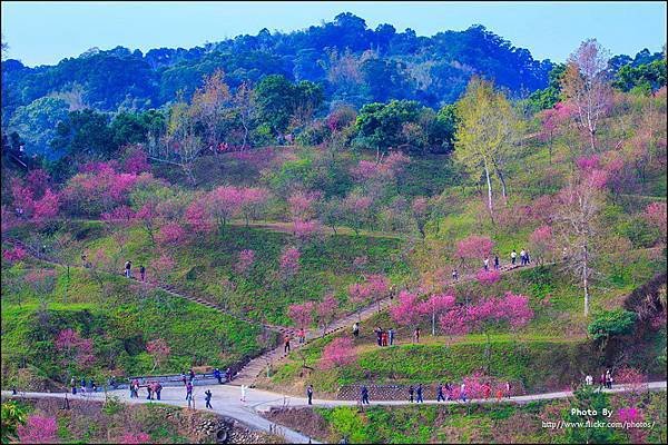 大坑櫻花