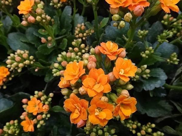 玫瑰長壽花