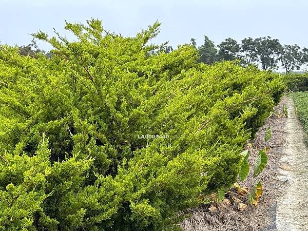 113-10-25🌟專任🌟高鐵雲林站&amp;台大醫學院雲林分院虎尾