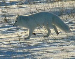 250px-Polarfuchs_1_2004-11-17.jpg