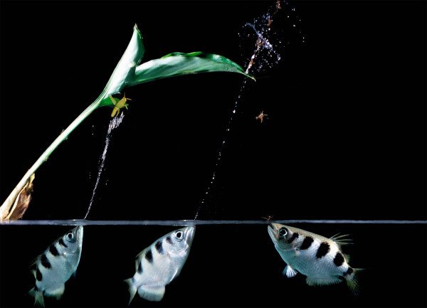 archerfish-projectile-water-01-600x433.jpg