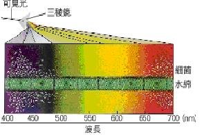 恩格曼的實驗.JPG