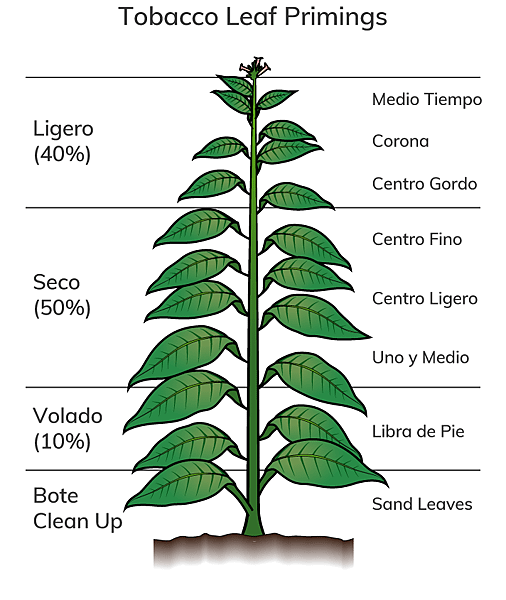 菸草植株.png