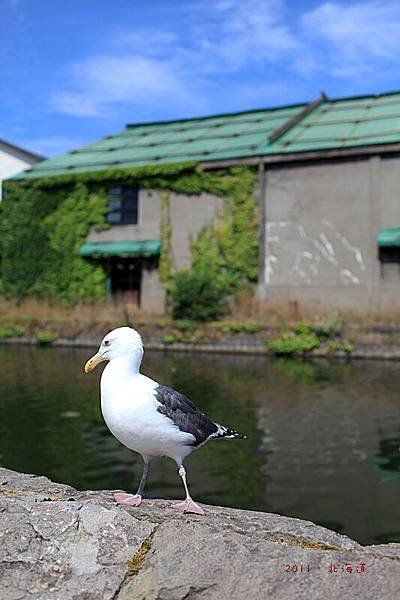 北海道-87